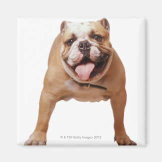 ,dog magnet