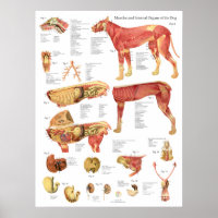 Dog Muscles Internal Anatomy Chart