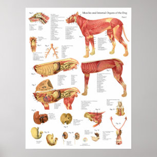 Dog Muscles Internal Anatomy Chart