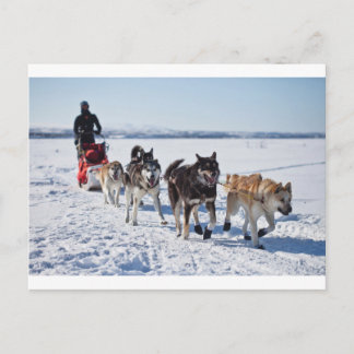 Dog Mushing Alaska Postcard