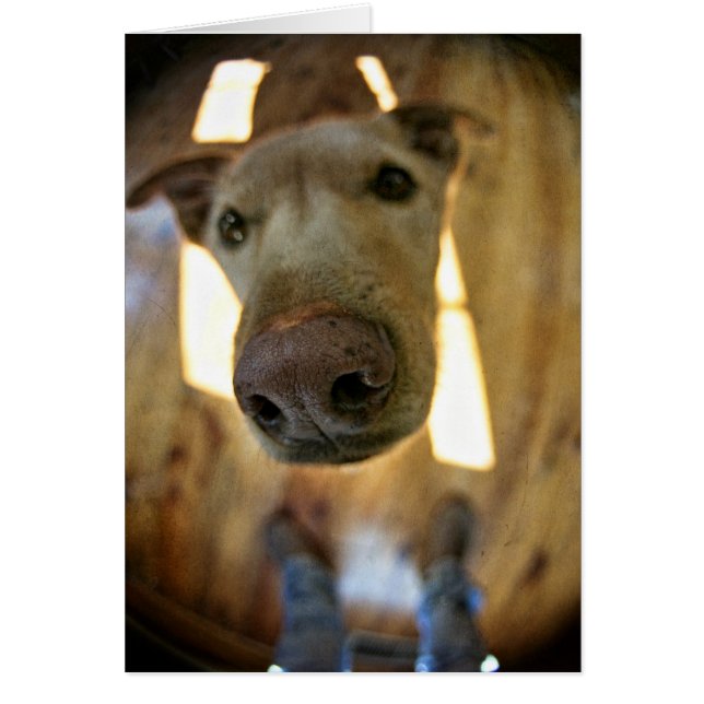 Dog Nose Customisable Card (Front)