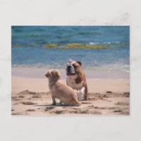 Dog of Sandy Beach