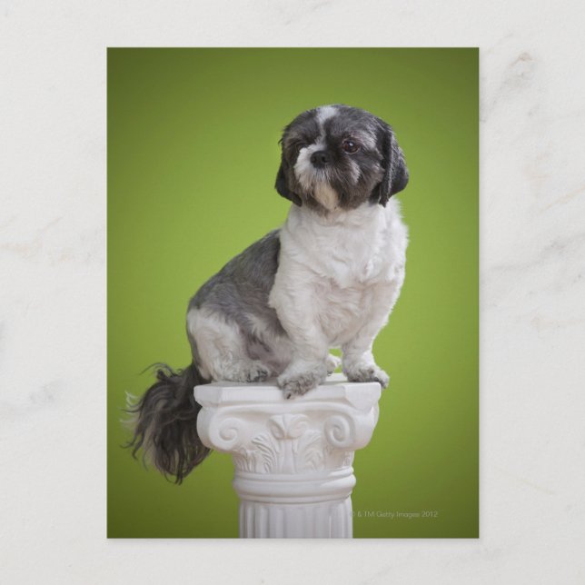 Dog on a column postcard (Front)