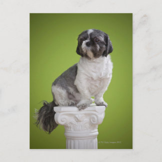 Dog on a column postcard