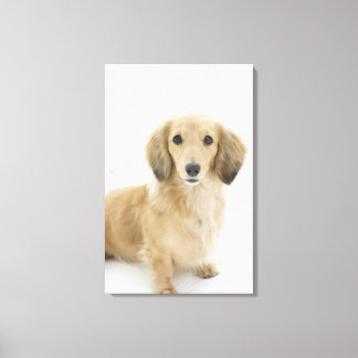 Dog on couch canvas print