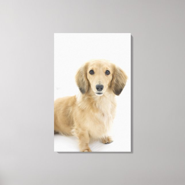 Dog on couch canvas print (Front)