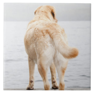 Dog on dock tile