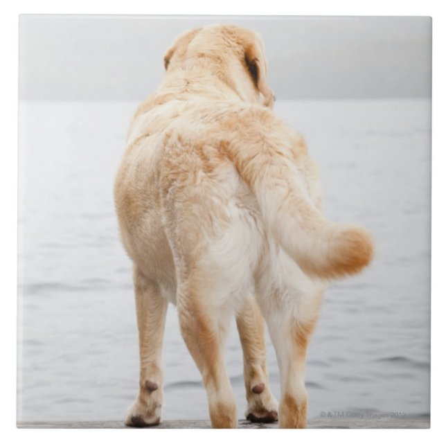 Dog on dock tile (Front)