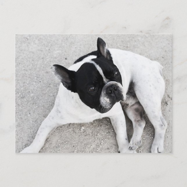 Dog on gravel postcard (Front)