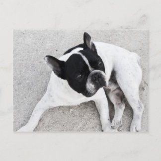 Dog on gravel postcard