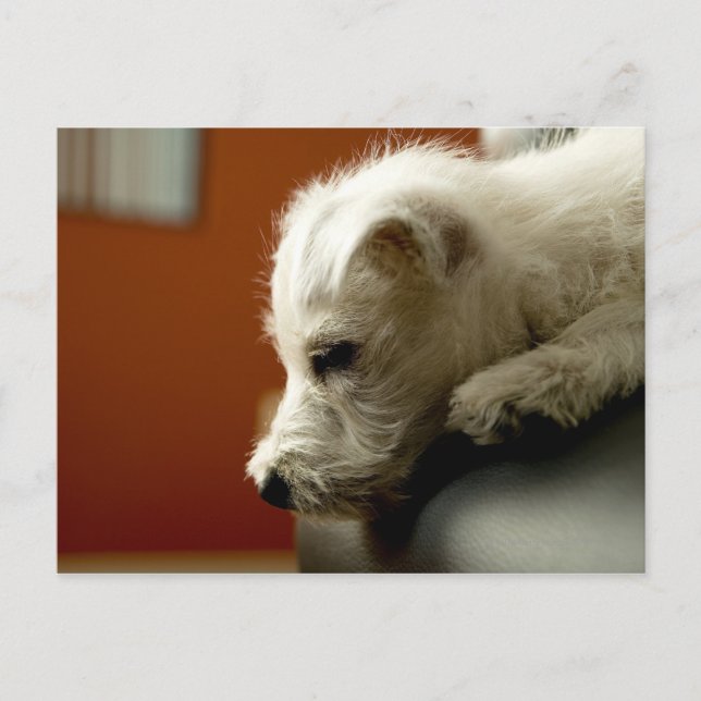 Dog on office chair postcard (Front)