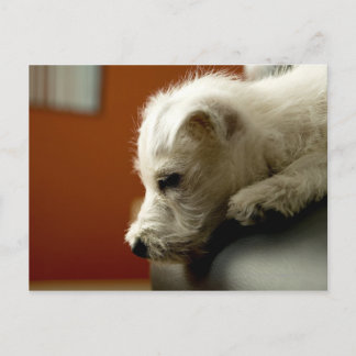 Dog on office chair postcard