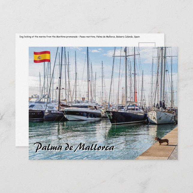 Dog on Paseo maritimo - Palma de Mallorca Postcard (Front/Back)