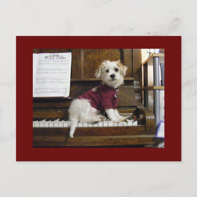 Dog on piano postcard (Front)