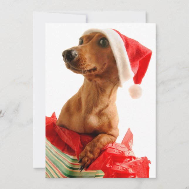 Dog on present with Santa hat Holiday Card (Front)