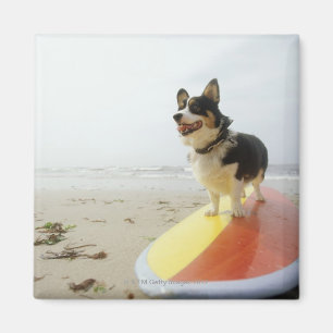 Dog on surfboard magnet