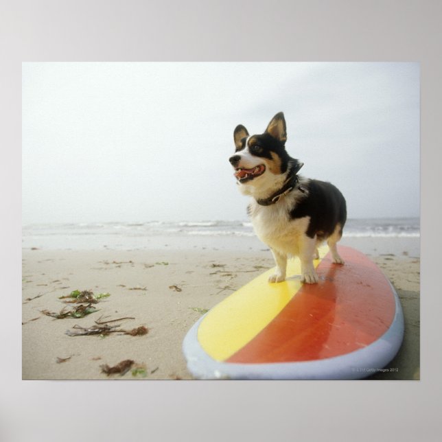 Dog on surfboard poster (Front)