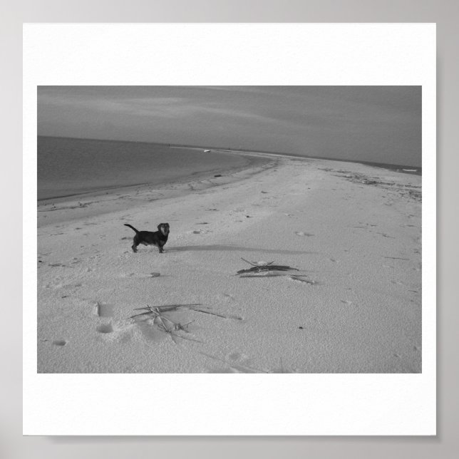 Dog on the Beach Poster (Front)