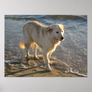 Dog On The Shore Poster