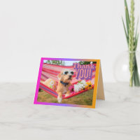 Dog On Vacation Lying In Hammock Pet Caregiver