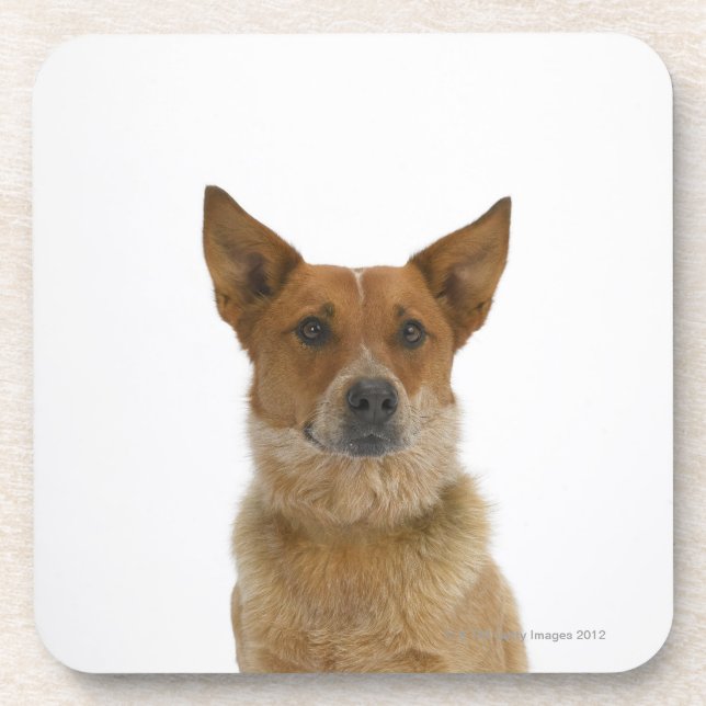 Dog on White 01 Coaster (Front)