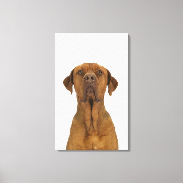 Dog on White 38 Canvas Print (Front)
