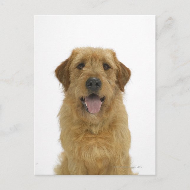 Dog on White 44 Postcard (Front)
