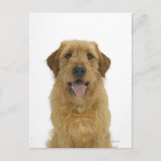 Dog on White 44 Postcard