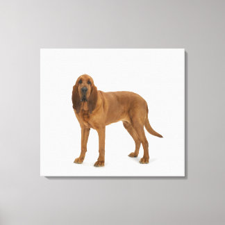 Dog on White 97 Canvas Print
