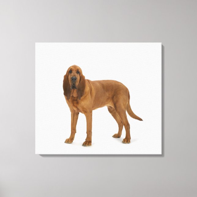 Dog on White 97 Canvas Print (Front)