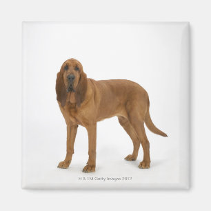 Dog on White 97 Magnet