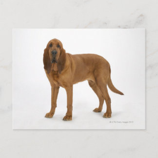 Dog on White 97 Postcard