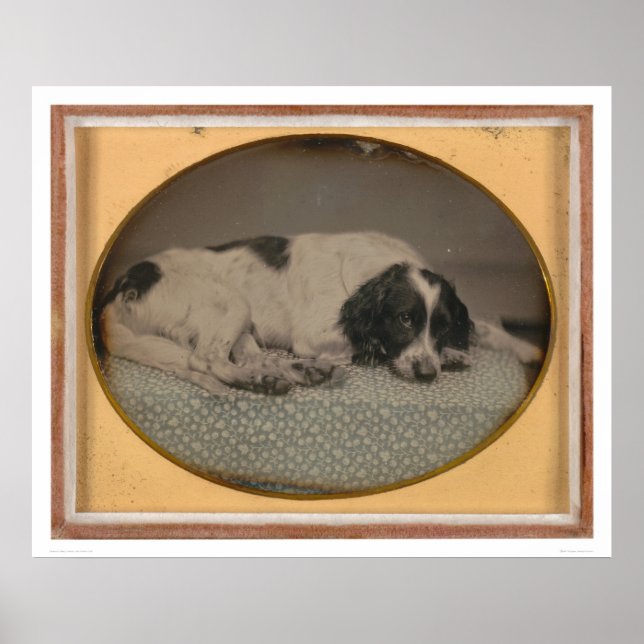 Dog owned by Sheldon Nichols (39986) Poster (Front)