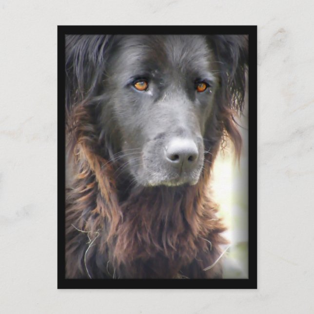 dog painting postcards (Front)