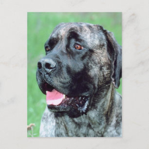 Dog Panting Postcard