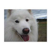 Dog Park Samoyed