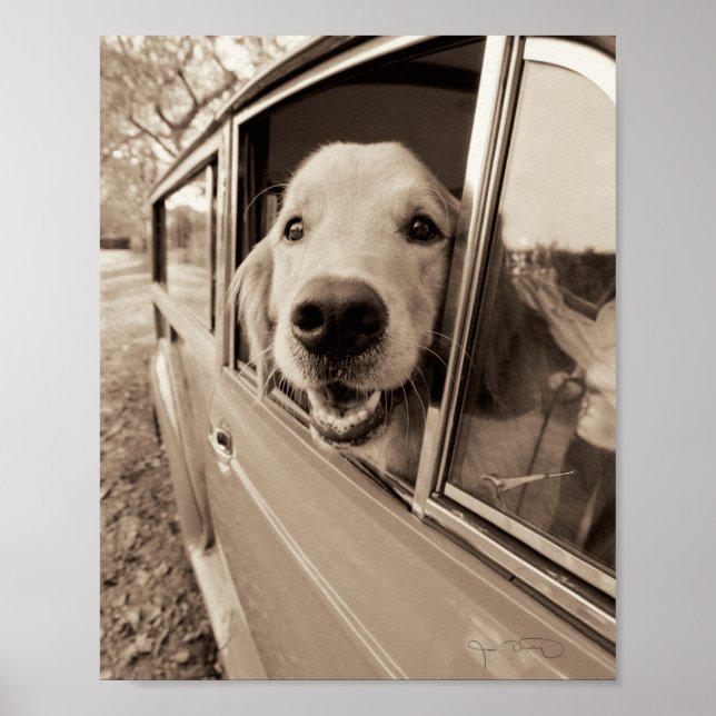Dog Peeking Out a Car Window Poster (Front)