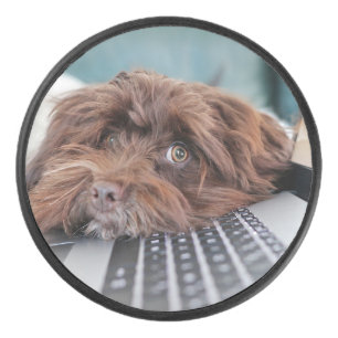 Dog, Pet, Containment Hockey Puck