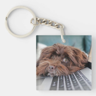 Dog, Pet, Containment Key Ring