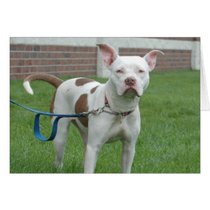 Dog Photo Card - Jersey