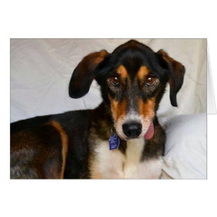 Dog Photo Card - Juniper