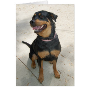 Dog Photo Card - Maya