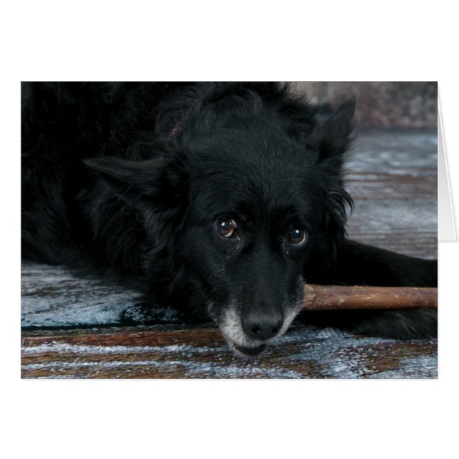 Dog photo card - Toto (Front Horizontal)