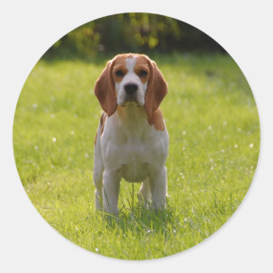 Dog Photo Personalised Classic Round Sticker