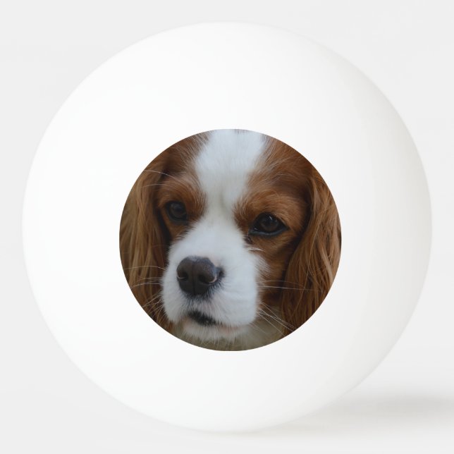 Dog Ping Pong Ball (Front)