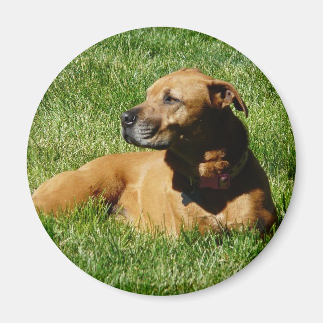 dog,pitbull/boxer mix magnet (Front)