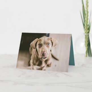 Dog portrait card