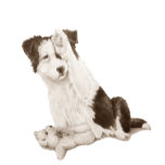 dog portrait painting of cute border collie puppy watch<br><div class="desc">This cute little black and white border collie puppy is waving "hello" or is he just being a bit shy and hiding behind his paw? either way this little puppy dog looks very sweet with his little blue teddy bear laying by his paws. I think this sweet little waving collie...</div>