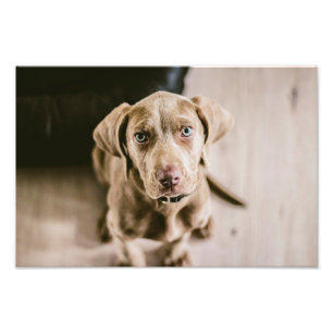 Dog portrait photo print