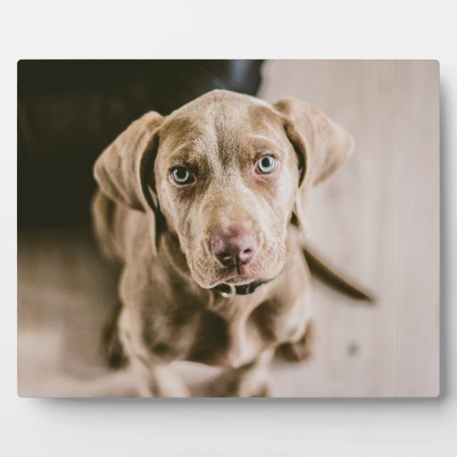 Dog portrait plaque (Front)